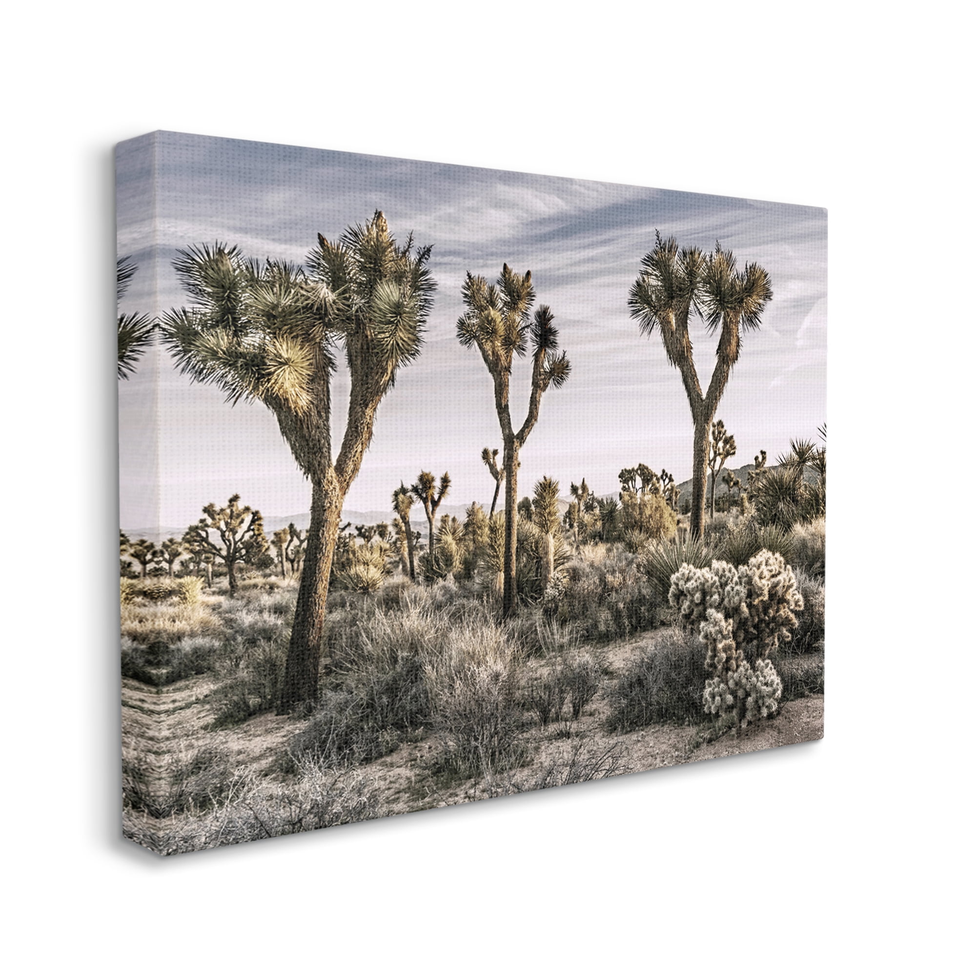 Stupell Industries Desert Cacti Vegetation Landscape Photography Gallery Wrapped Canvas Art Print Wall Art, 40 x 30