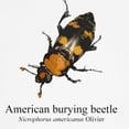 thumbnail image 3 of CafePress - Nicrophorus Americanus Maternity T Shirt - Cotton Maternity T-shirt, Cute & Funny Pregnancy Tee, 3 of 4