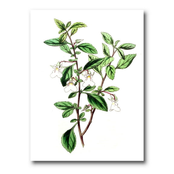 Designart ' Ancient Green Leaves Plants VII ' Traditional Canvas Wall Art Print