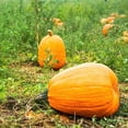 thumbnail image 2 of Pumpkin Garden Seeds - Jack O'Lantern Variety - 8 Gram Packet - Non-GMO, Heirloom Pumpkins - Orange - Vegetable Gardening Seeds, 2 of 2