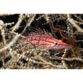 thumbnail image 2 of Indonesia Bali Tulamben Longnose Hawkfish deep inside a tree of black coral. Print, 2 of 2