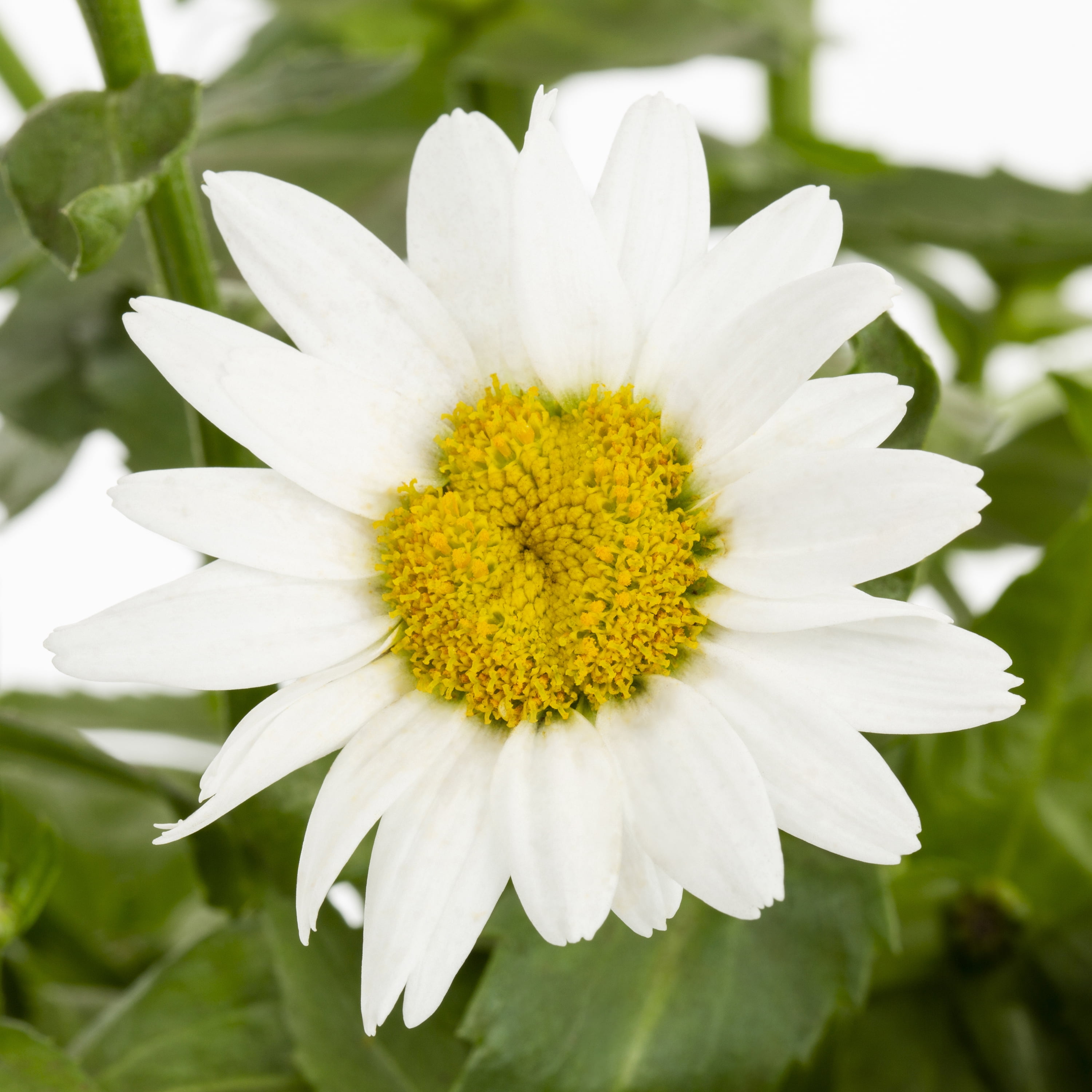 Expert Gardener White Leucanthemum Shasta Daisy Live Perennial Plant, Full Sun, 3-Pack