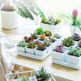 thumbnail image 2 of Resin Nursery Pot Flower Container Breathable Propagation Succulent Planter - Jxlgv, 2 of 5