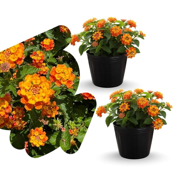 Orange Lantana Live Plant, Outdoor Garden Shrub, Vibrant Lantana 4 Plant Inches Tall