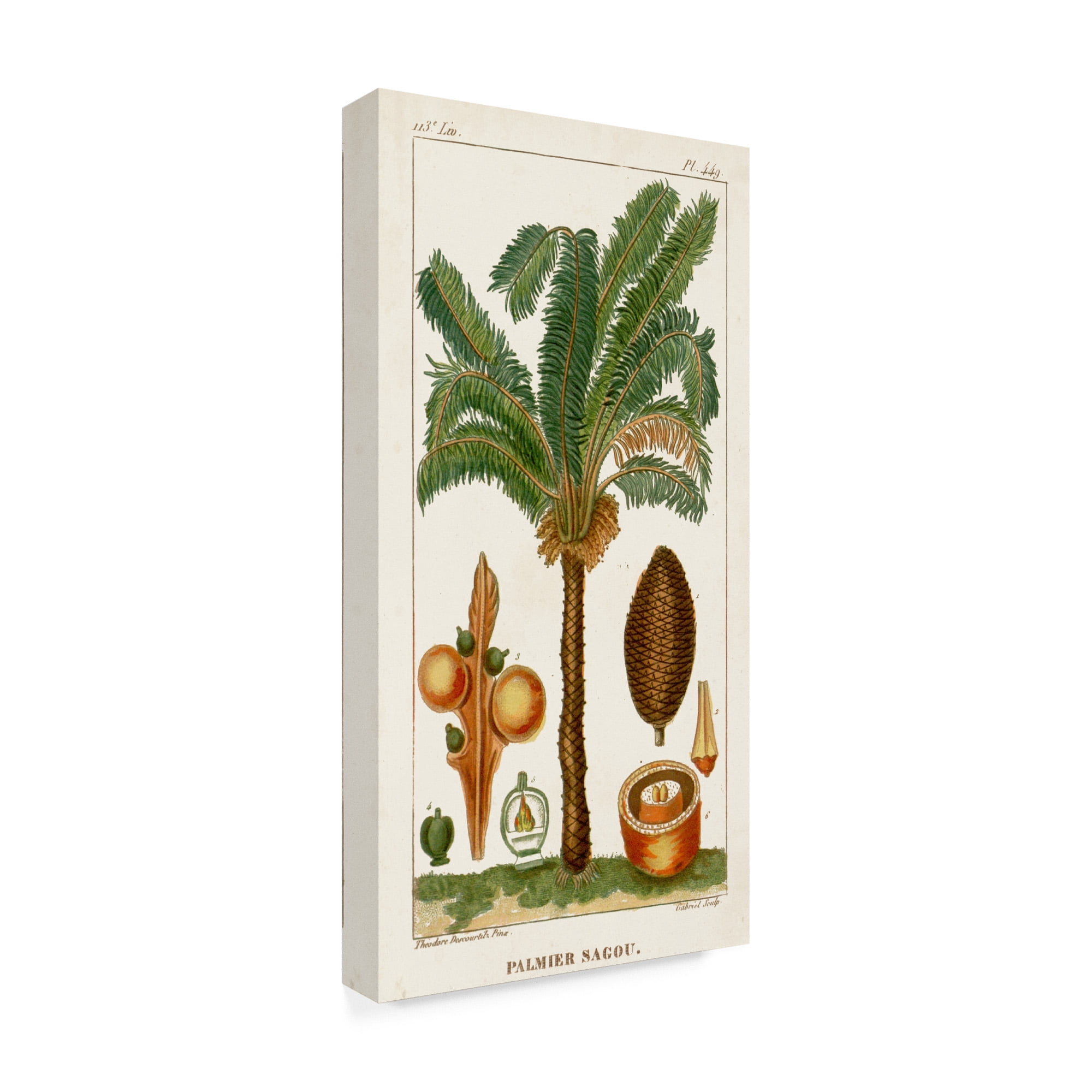 Trademark Fine Art 'Turpin Exotic Palms VII' Canvas Art by Turpin