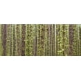 thumbnail image 2 of Paulson, Don 32x15 Black Ornate Wood Framed with Double Matting Museum Art Print Titled - WA, Olympic NP Trees in Hoh River Rainforest, 2 of 4