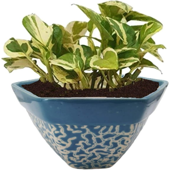 India Meets India Ceramic Flower Pot Planter Indoor Outdoor Planter Handicraft by Awarded Indian Artisan (Blue, H-5 x D-8 Inch)