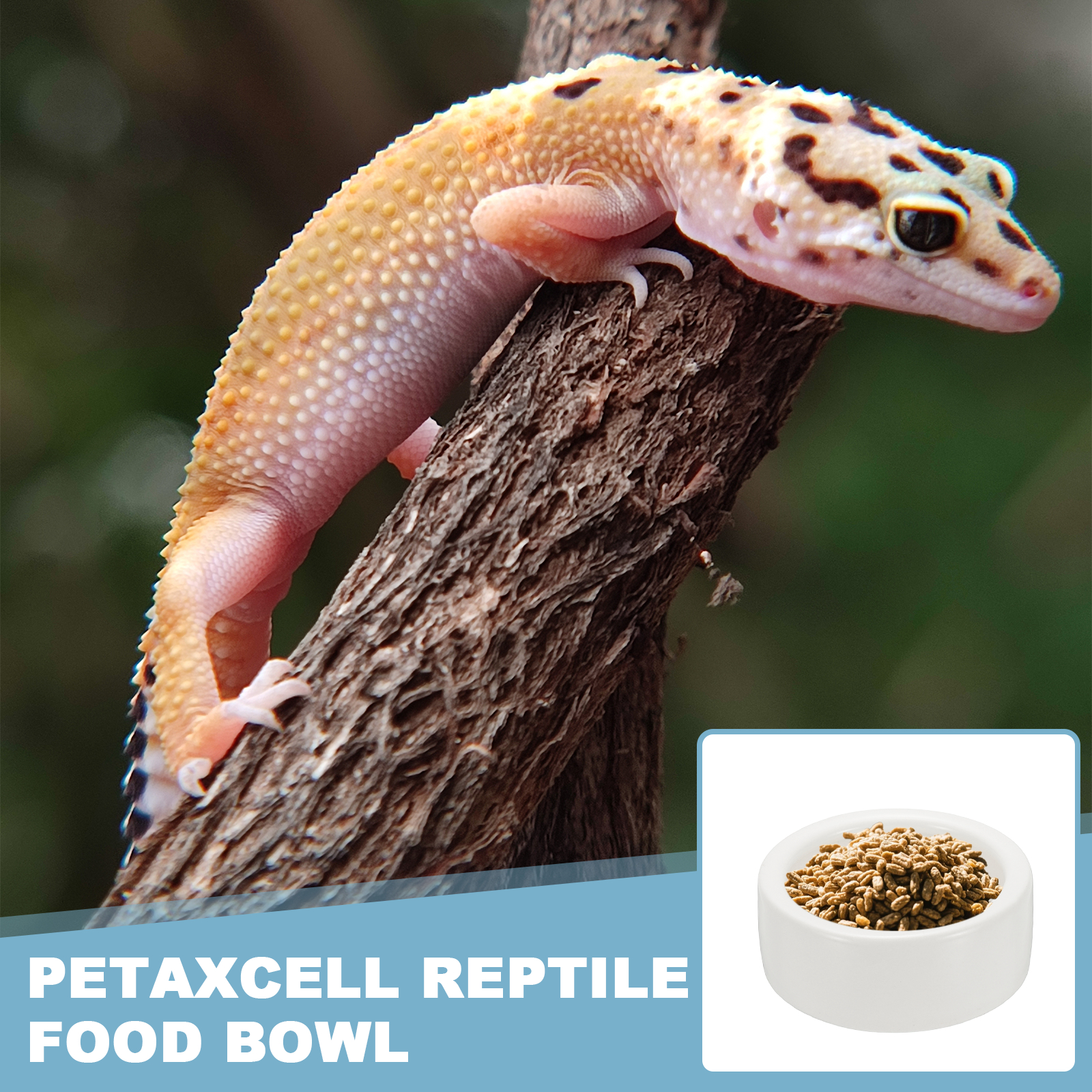 Reptile Food Bowl, Worm Water Dish Ceramic Pet Bowl Food Dish (4 In, White, 2 Pack), for Gecko Scaled Pet