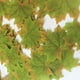 thumbnail image 4 of Gwong Decoración hogareña 100 unidades caídas falsas hojas de seda Favor de la boda Autumn Maple Hoja de la boda Decoración Gwong 13801, 4 of 5