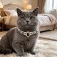 thumbnail image 5 of Collar ajustable de cristal con diamantes de imitación para mascotas: joyería brillante para perros y gatos pequeños y medianos, ideal para bodas, fiestas y ocasiones especiales. Un lindo regalo, 5 of 6