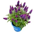 thumbnail image 4 of Direct Gardening 2 Gal. Pot, Birthday Cake™ Butterfly Bush Shrub Potted Purple Flowering Plant, 4 of 6