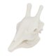 thumbnail image 2 of Adorno de decoración de resina Colco Modelo de Cráneo de Animal para acuarios, 2 of 8
