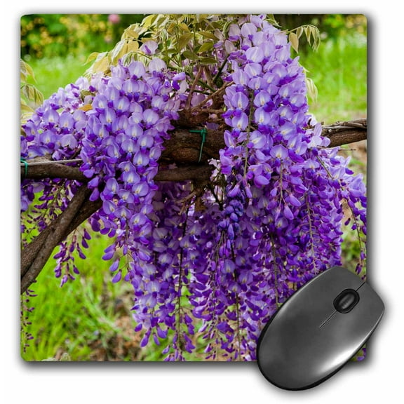 3dRose, Arbor of wisteria in bloom, Firenze, Tuscany, Italy, MousePad