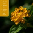 thumbnail image 6 of 3 New Gold Lantanas, Live Plants (Lantana Camara) – Vibrant Golden Blooms, Thriving in 2.5" Nursery Cubes, 6 of 7