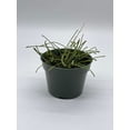 thumbnail image 4 of Hoya Retusa, 4 inch, Fuzzy Stems, Curtain Hoya, Wax Plant, Wax Vine, and Porcelain Vine, 4 of 8