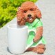 thumbnail image 4 of Animal Vase Decoration Resin Hand Painted Simulation Dog Flowerpot Ornament for Garden Home Office Desk Garden Gift Idea(White), 4 of 5