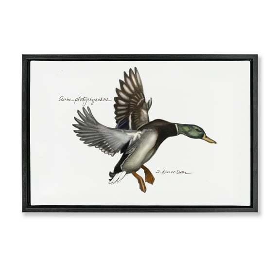 Stupell Industries Flying Mallard Duck Animals & Insects Painting Black Floater Framed Canvas Art Print Wall Art, 25 x 17