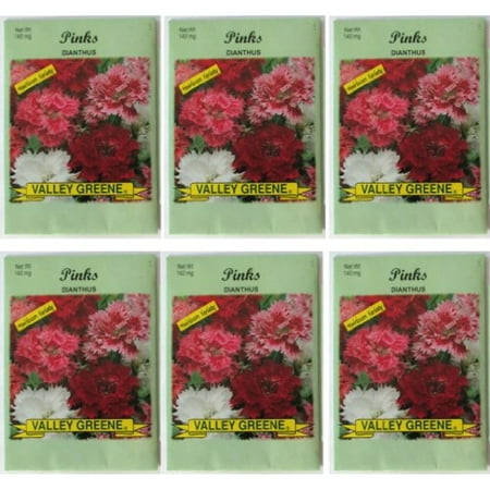 Valley Greene (6 Pack) Heirloom Variety Pinks Dianthus Seeds 140 mg/package Non GE