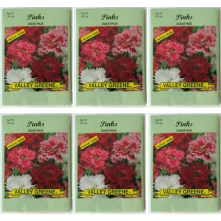 Knott Garden Valley Greene (6 Pack) Heirloom Variety Pinks Dianthus Seeds 140 mg/package Non GE Seeds ()