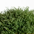 Pancake Arborvitae (2 Gallon) Evergreen Thuja Shrub with BlueGreen