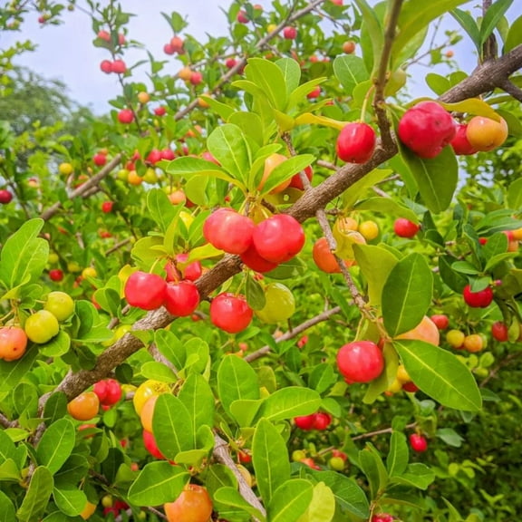Set 2 Barbados Cherry Live Tree, Dormant Live Starter Plants 4-8 Inch, Malpighia Emarginata, Edible Fruit Bearing Tree for The Patio and Garden