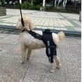 thumbnail image 4 of 1pair Dog Rear Leg Brace For Canine Leg Wounds Heals, Prevents Joint Injuries And Sprains, Pet Dog Joint Bandage, 4 of 4