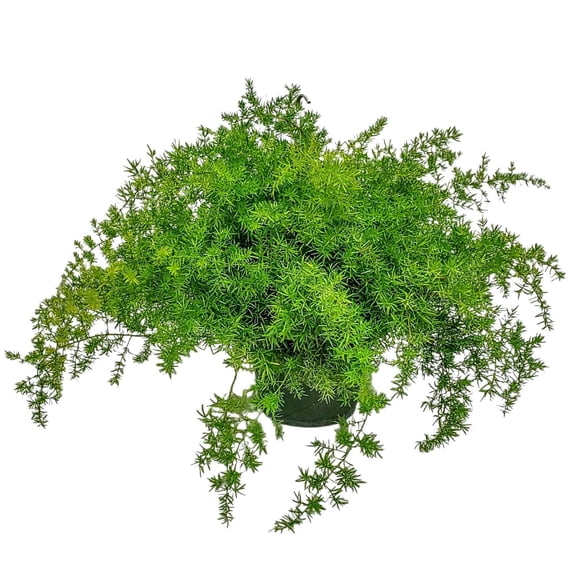 Tropical Plants of Florida 16" to 20" Sprengeri Asparagus Fern, Hanging Plant; Bright Indirect Light, Growers Pot