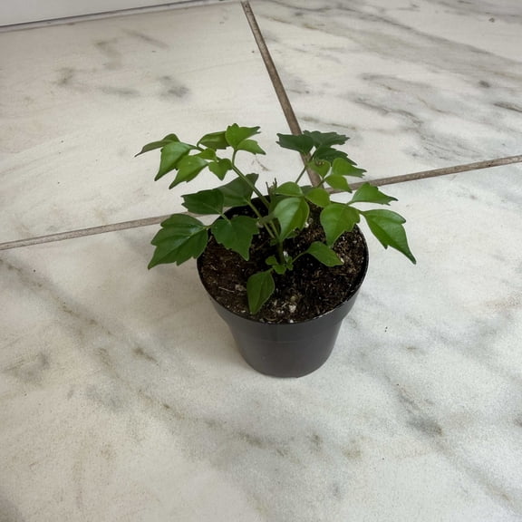 Radermachera Sinica China Doll, 2" Plant, The Plant Farm