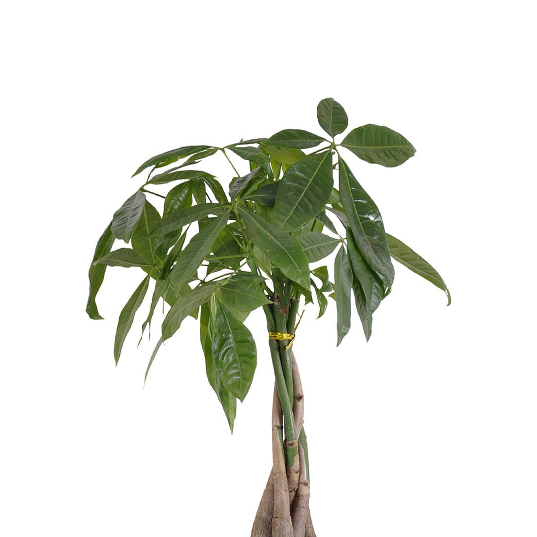 United Nursery Live Money Tree Green Leaf Tropical Indoor Plant 14-18in Tall in 6in Grower Pot