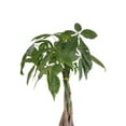 thumbnail image 6 of United Nursery Live Money Tree Green Leaf Tropical Indoor Plant 14-18in Tall in 6in Grower Pot, 6 of 7