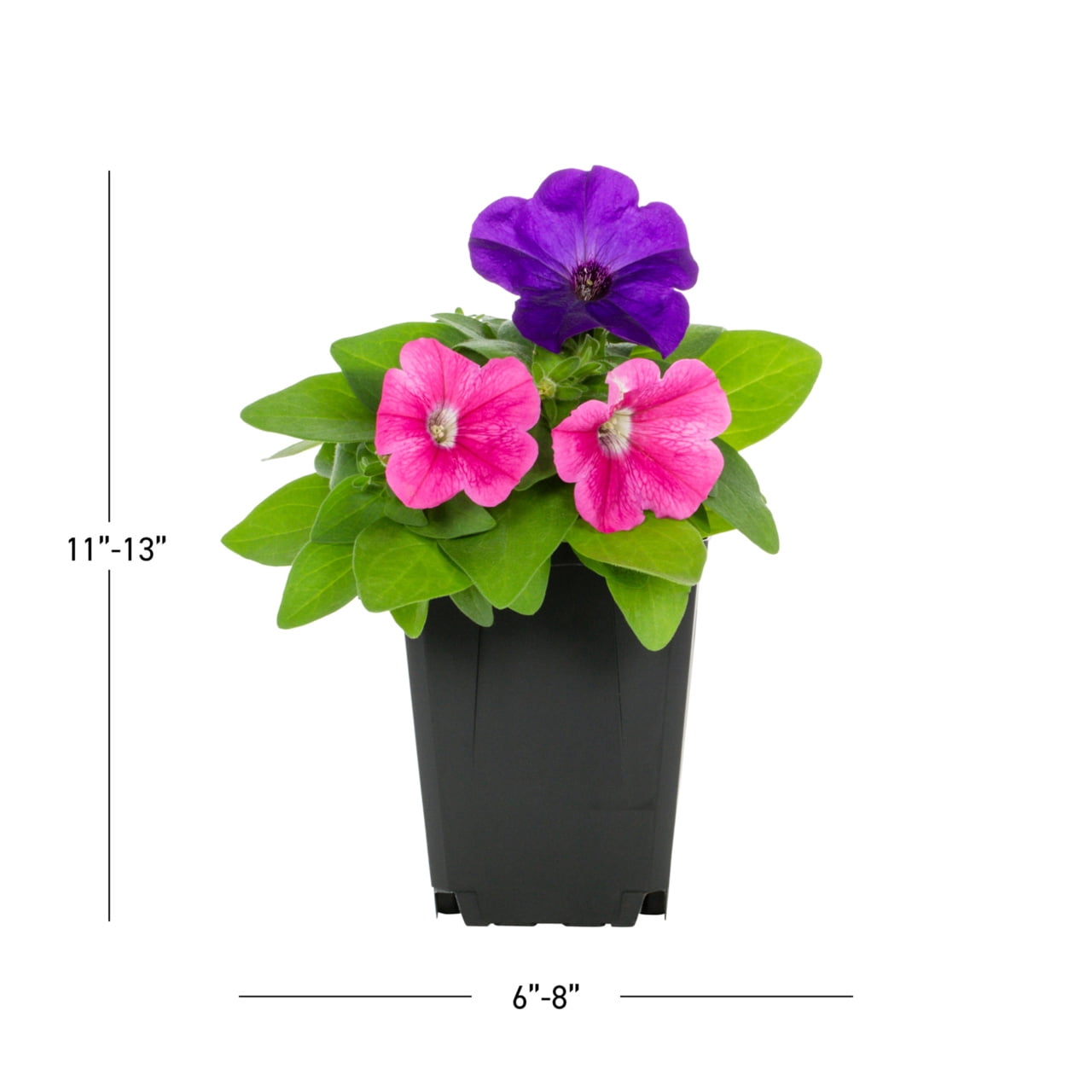 Expert Gardener 1PT Multicolor Petunia Live Annual Plant Sun 6-Pack