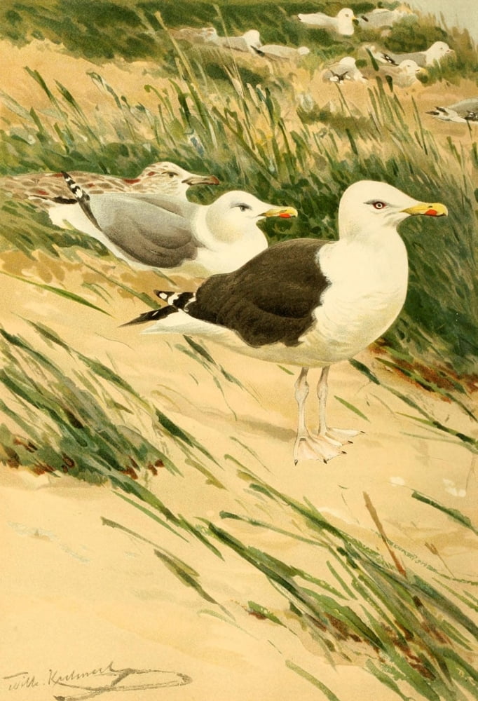 Brehms Tierleben 19