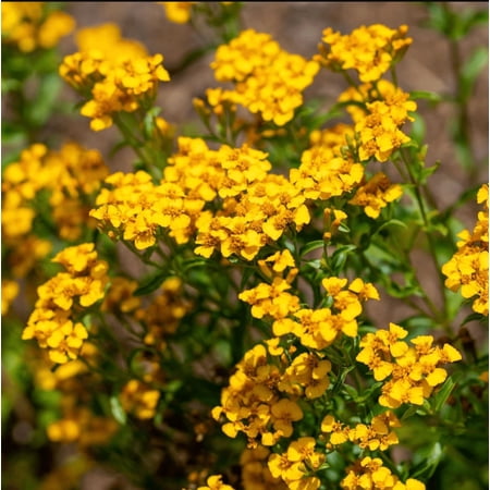 Set 2 Mexican Tarragon Plants Live for Planting, Mint Marigold Tarragon Herb for Outdoor Garden, Well-Rooted, 4-6 Inch Tall, No Pot
