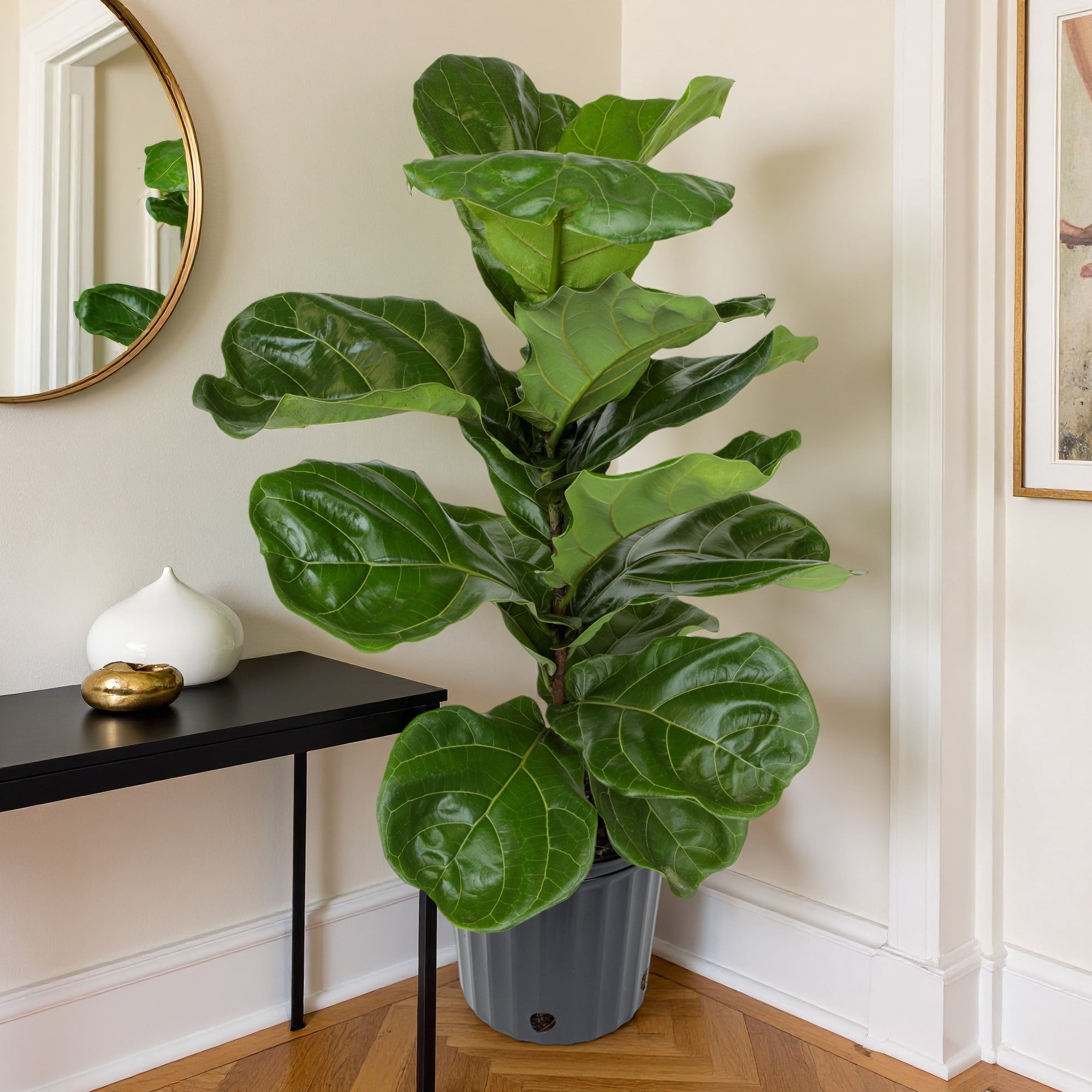 Ficus Lyrata Tree in 10" Grower Pot, Air Purifying Live Plant