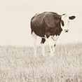 thumbnail image 2 of Amos, Andy 15x15 White Modern Wood Framed Museum Art Print Titled - Vintage Cow on Field, 2 of 4