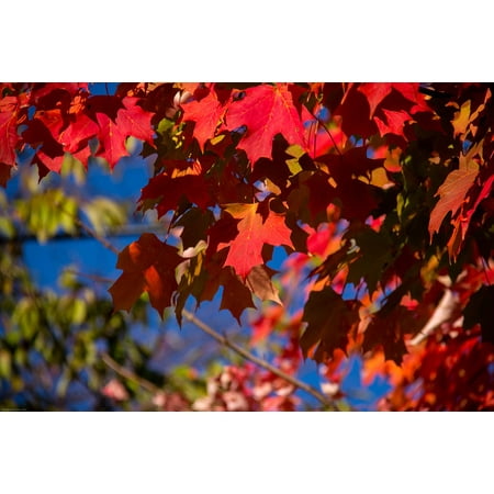 LAMINATED POSTER Red Maple Fall Autumn Leaves Poster Print 11 x