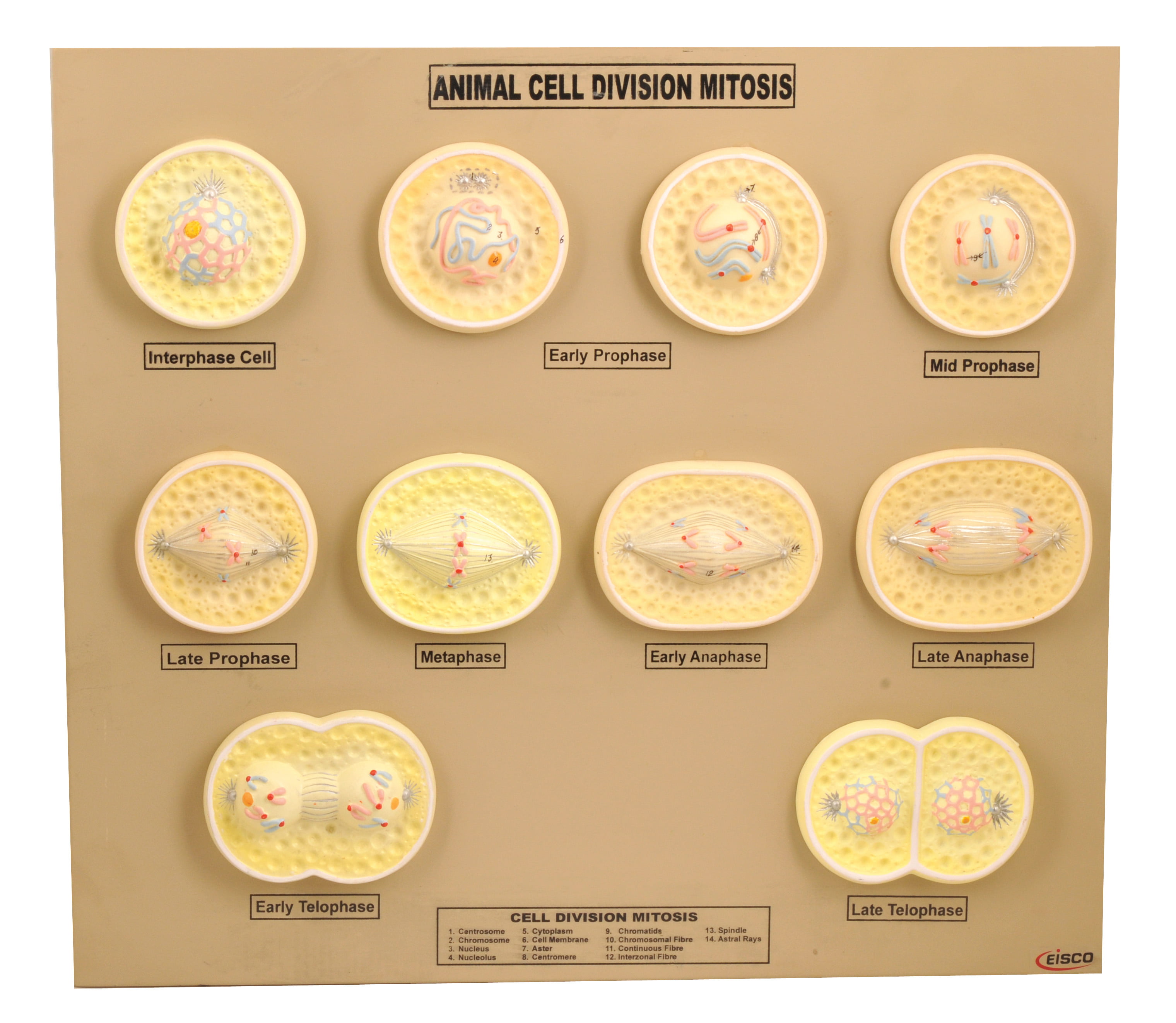 Eisco Labs Animal Cell Mitosis Model 