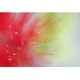 thumbnail image 2 of Flaherty, Dennis 18x14 White Modern Wood Framed Museum Art Print Titled - Mexico, Baja California, Baja fairy duster shrub, 2 of 4