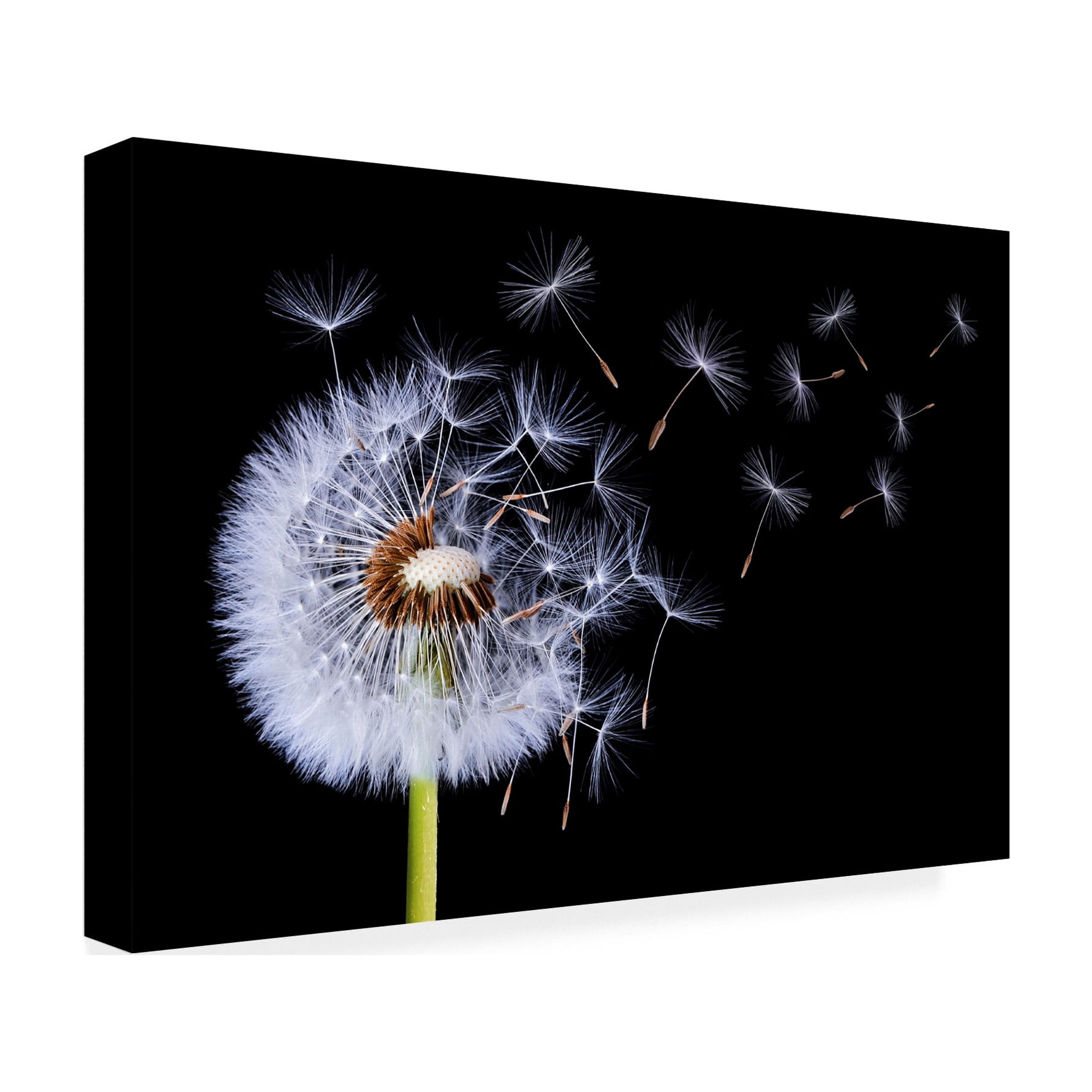 Trademark Fine Art Bess Hamiti Dandelion Blowing Canvas Wall Art - 22x32