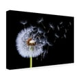 thumbnail image 3 of Trademark Fine Art Bess Hamiti Dandelion Blowing Canvas Wall Art - 30x47, 3 of 5