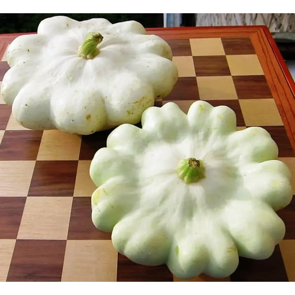 HJADGG Graines Pétoncle Courge Galette Poêle Courgette Blanc Non OGM Légume d'Héritage pour Plantation