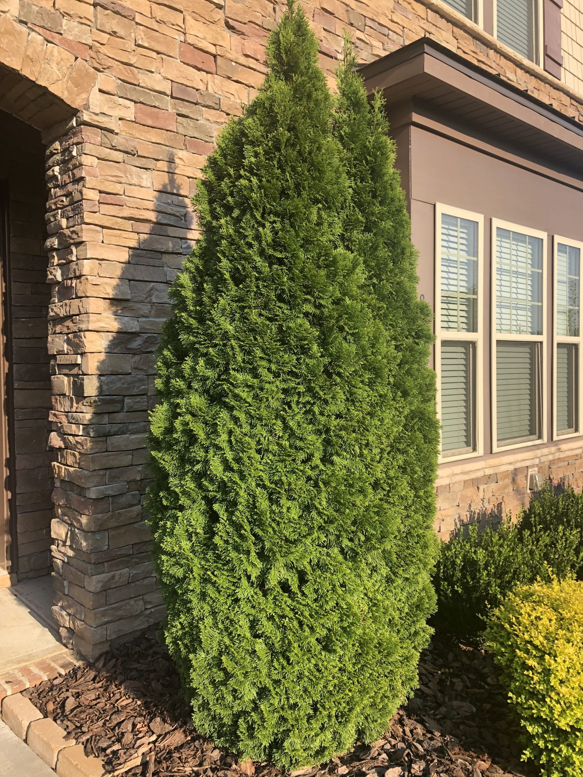 (2 pack) Expert Gardener 2.25G Arborvitae Emerald Green Live Plants Full Sun Green