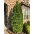 thumbnail image 2 of Expert Gardener 2.25G Arborvitae Emerald Green Live Plants Full Sun Green, 2 of 6