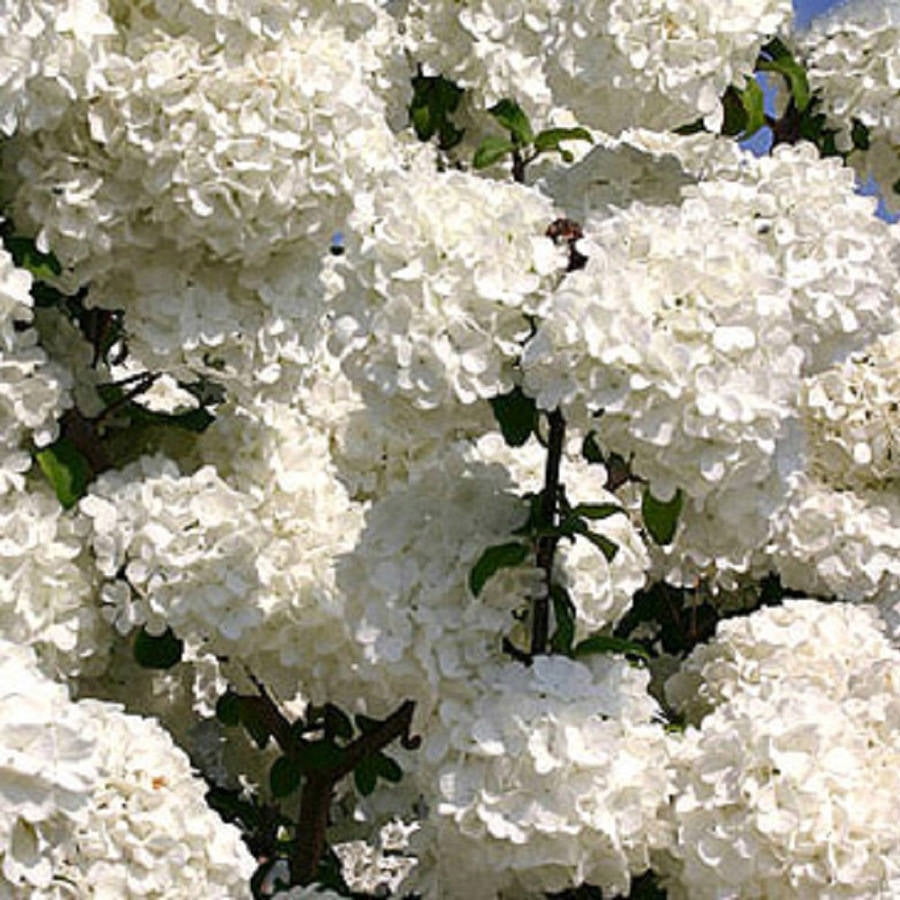 Expert Gardener Chinese Snowball Viburnum (2.5 Gallon) White Blooming Deciduous Shrub - Full Sun Live Outdoor Plant