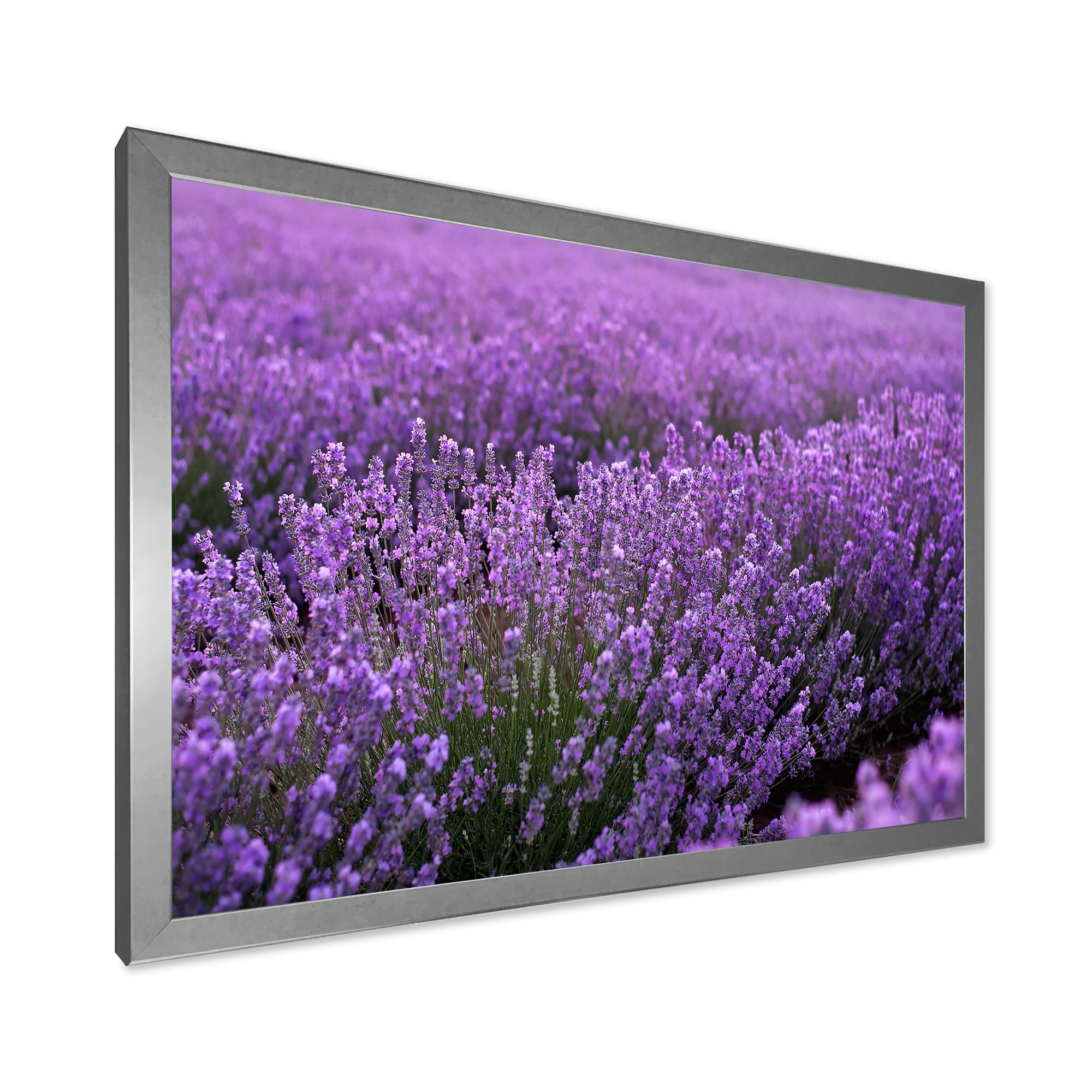 Designart 'Blooming Purple Lavender Meadow' Farmhouse Framed Art Print