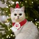 thumbnail image 1 of Gorro de Papá Noel para gato con bufanda, conjunto de disfraz de Navidad tejido, disfraz de gato, gorro de lana, conjunto de disfraz de Navidad para mascota, 1 of 1