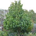 thumbnail image 4 of Paw Paw Indian Banana Tree, Indian Banana Live Plant 6-12 Inch in Quart Pot, Outdoor Planting, 4 of 6
