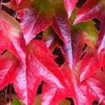 thumbnail image 5 of Ivy Plant Live Fast-growing, Potted 3-5" in Tall, Climbing Indoor Outdoor Houseplant, Easy Care Trailing Vine, Fast Growing Small Starter Plant for Home Office Décor (Common Boston Ivy), 5 of 6