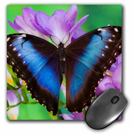 3dRose  Blue Morpho Butterfly on purple flowers.  MousePad price history on PriceWatchPro