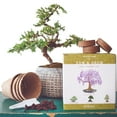 thumbnail image 5 of Nature's Blossom Bonsai Tree Grow Kit - 4 Bonsai Trees to Grow From Seed, 5 of 5